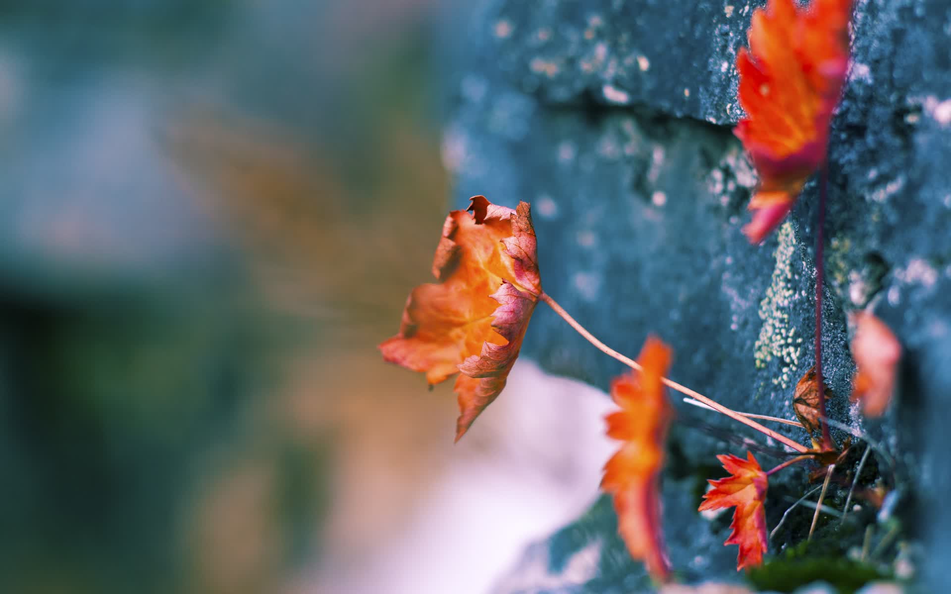 世界拳击退役运动员心理康复项目第三批招生
